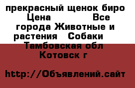 прекрасный щенок биро › Цена ­ 20 000 - Все города Животные и растения » Собаки   . Тамбовская обл.,Котовск г.